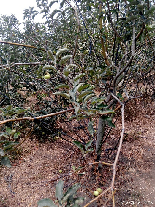 tali kekang pohon apel