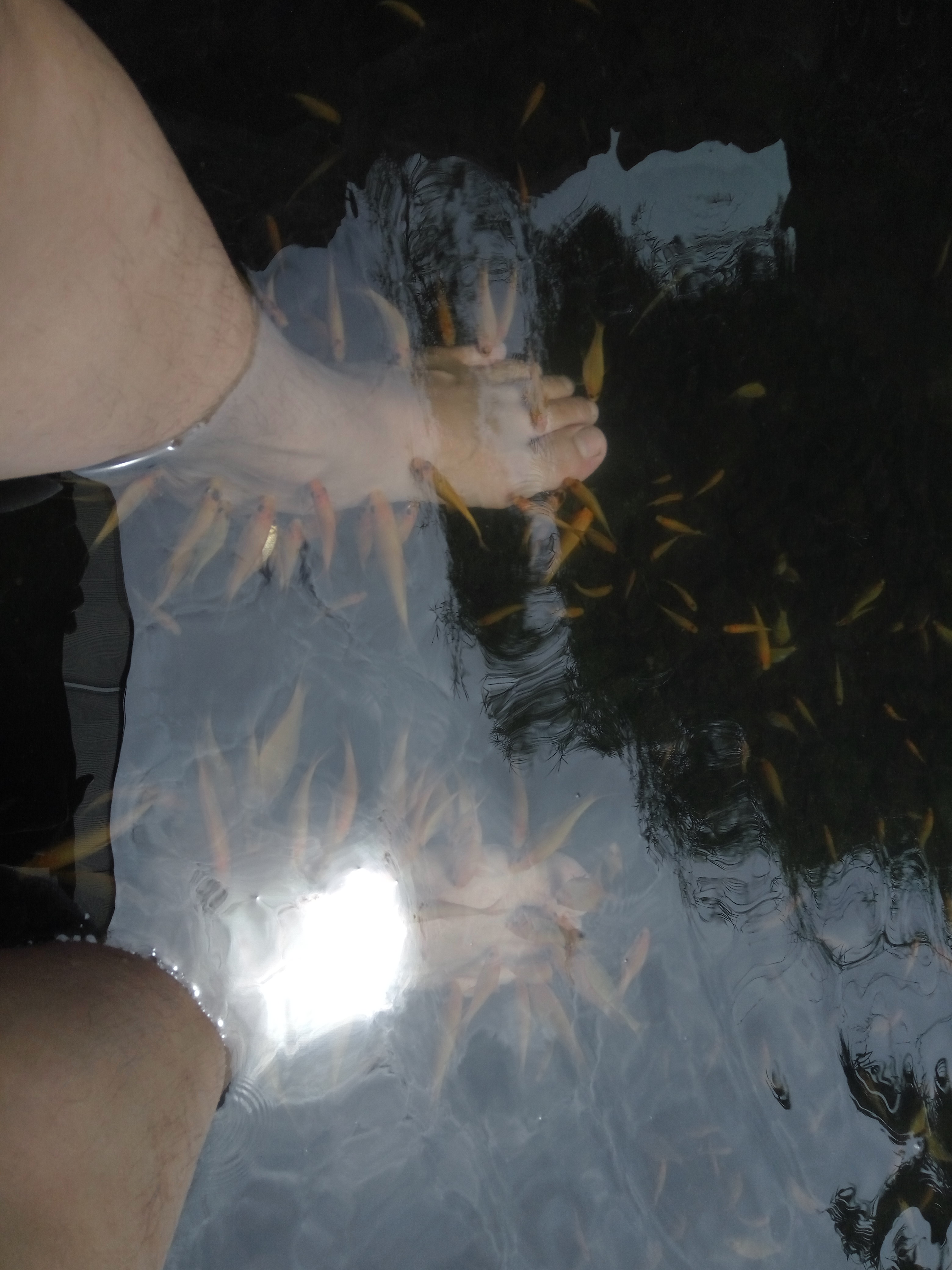ikan makan kulit mati